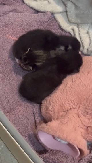 New Born Kittens in Queens, New York