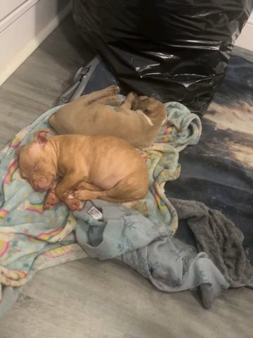 Red Nose Pit in Philadelphia, Pennsylvania