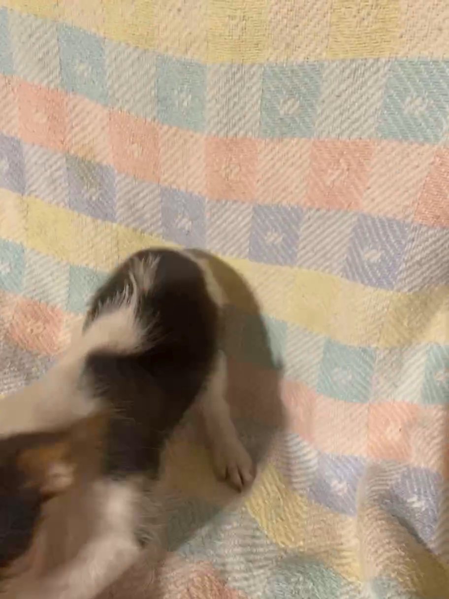 ?Two Day Sale!?Chorkie Males in Archdale, North Carolina