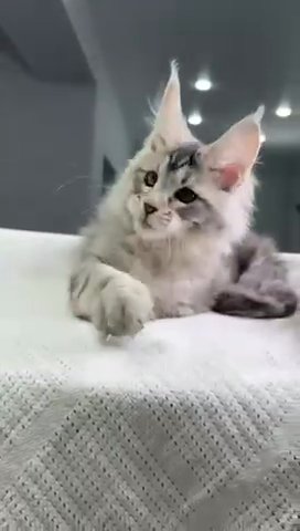 Maine Coon Female in Newtown, Pennsylvania