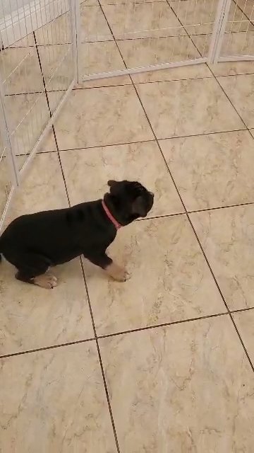 American Bully Pups in San Jose, California