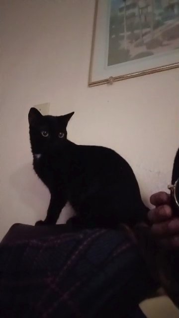black kitten in Las Vegas, Nevada