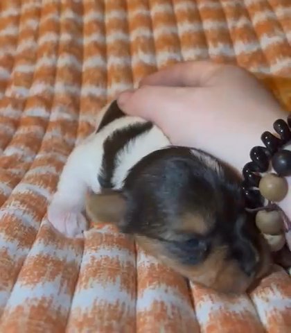 SOLD—AKC Female Parti Yorkie in Boone, North Carolina
