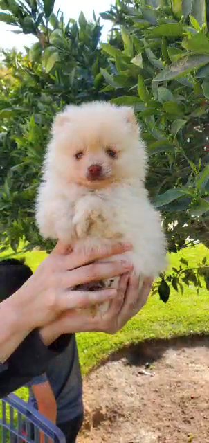 Pomeranian puppies in Fresno, California