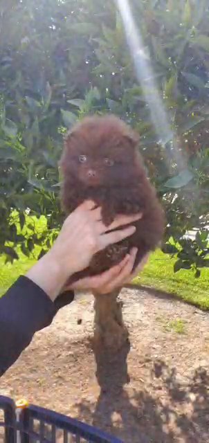 Pomeranian puppies chocolate (sKar) in Fresno, California