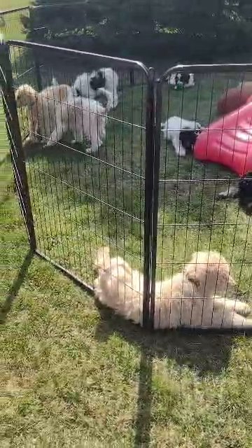 Standard poodles play time in Marion, Ohio