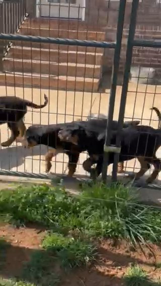 AKC Rottweiler Puppies in Columbia, Tennessee