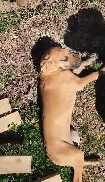AKC Fawn Great Dane Sequoia in Roanoke, Virginia
