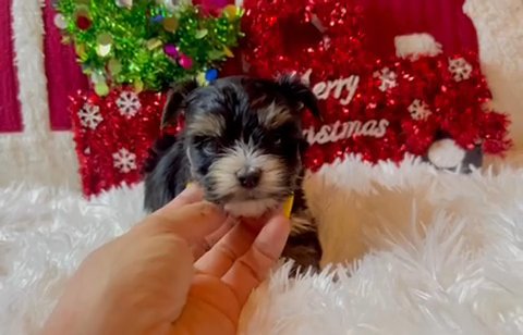 Small Dark Traditional Black And Tan Boy Yorkie Terrier in Riverside, California