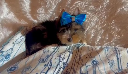 Rudolph Blue Merle Male Yorkie in Riverside, California