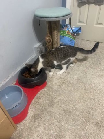 Cat in Roseville, Michigan