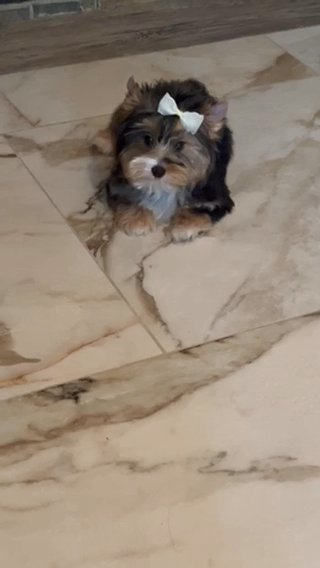 Blue Merle Male Yorkie in Riverside, California