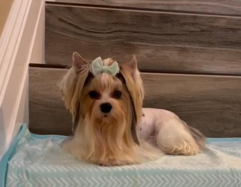 Blue Diamond Blueberry Merle Yorkie in Riverside, California
