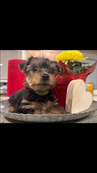 Yorkies - CKC - KB Black or Traditional in Portland, Oregon