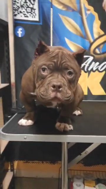 4month old Micro Bully in Colorado Springs, Colorado