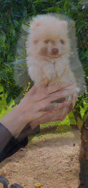 small puppy in Fresno, California