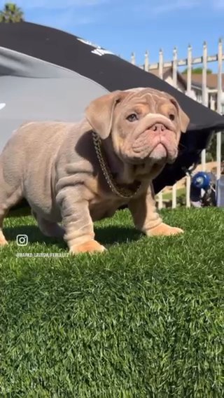 English Bulldog in San Diego, California