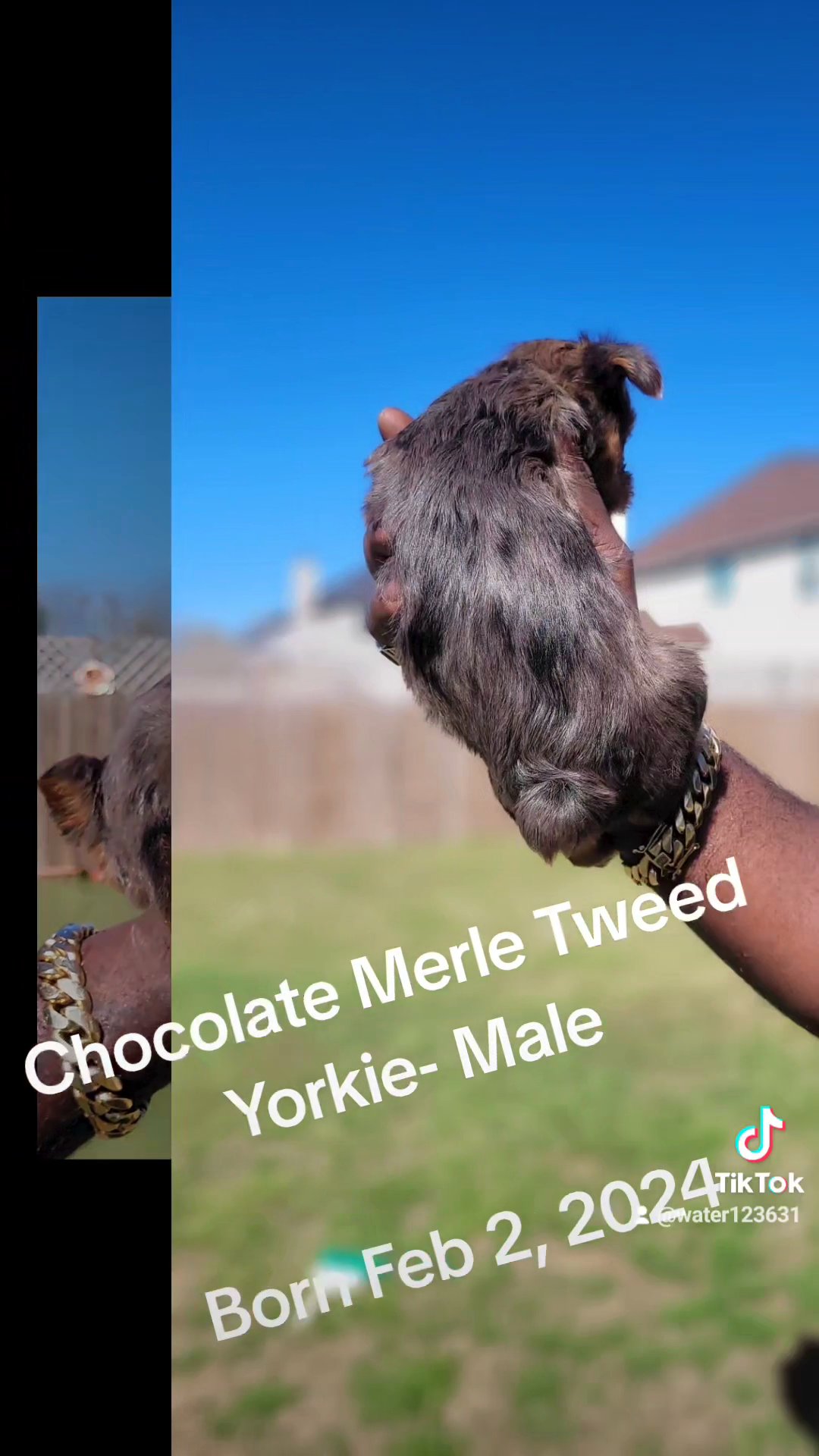 Chocolate Merle Tweed Yorkie - Male in Columbus, Georgia