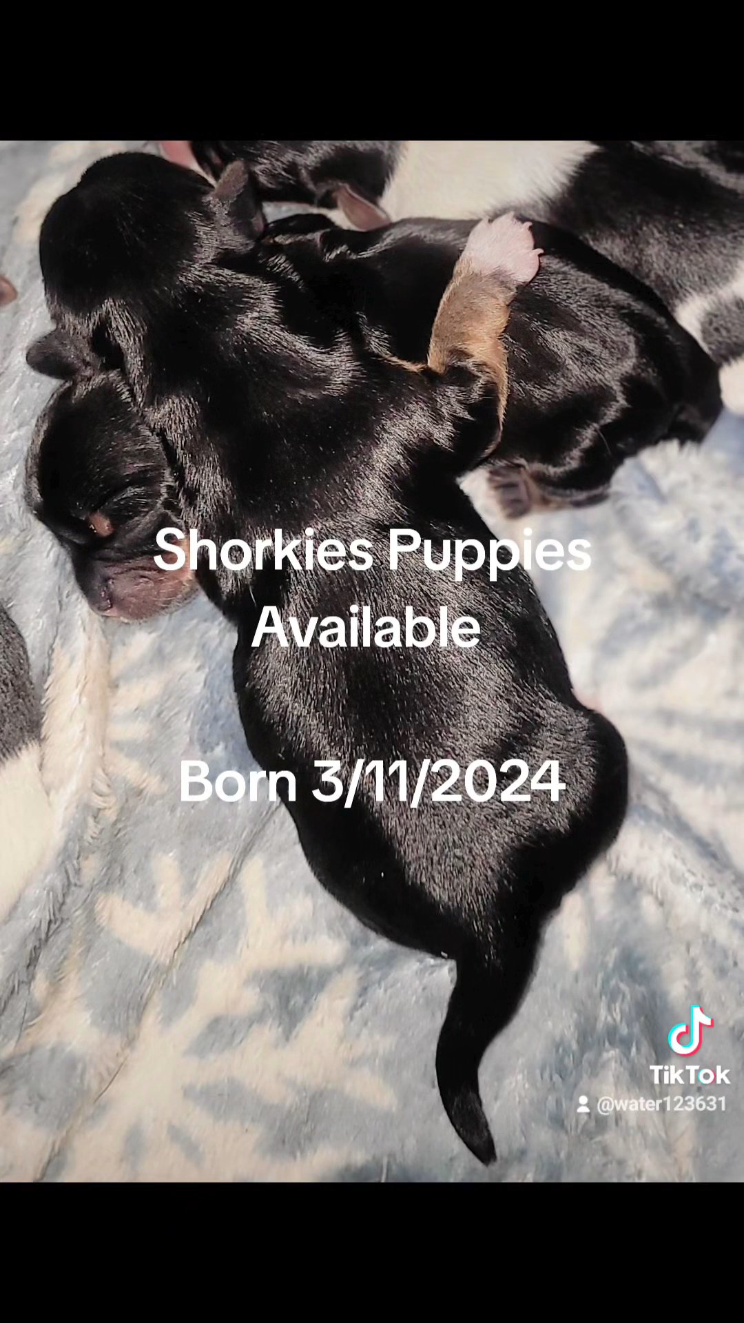 Shorkie Puppies in Columbus, Georgia