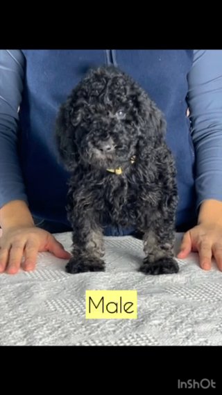 Standard Moyen Poodle CKC in Charlotte, North Carolina