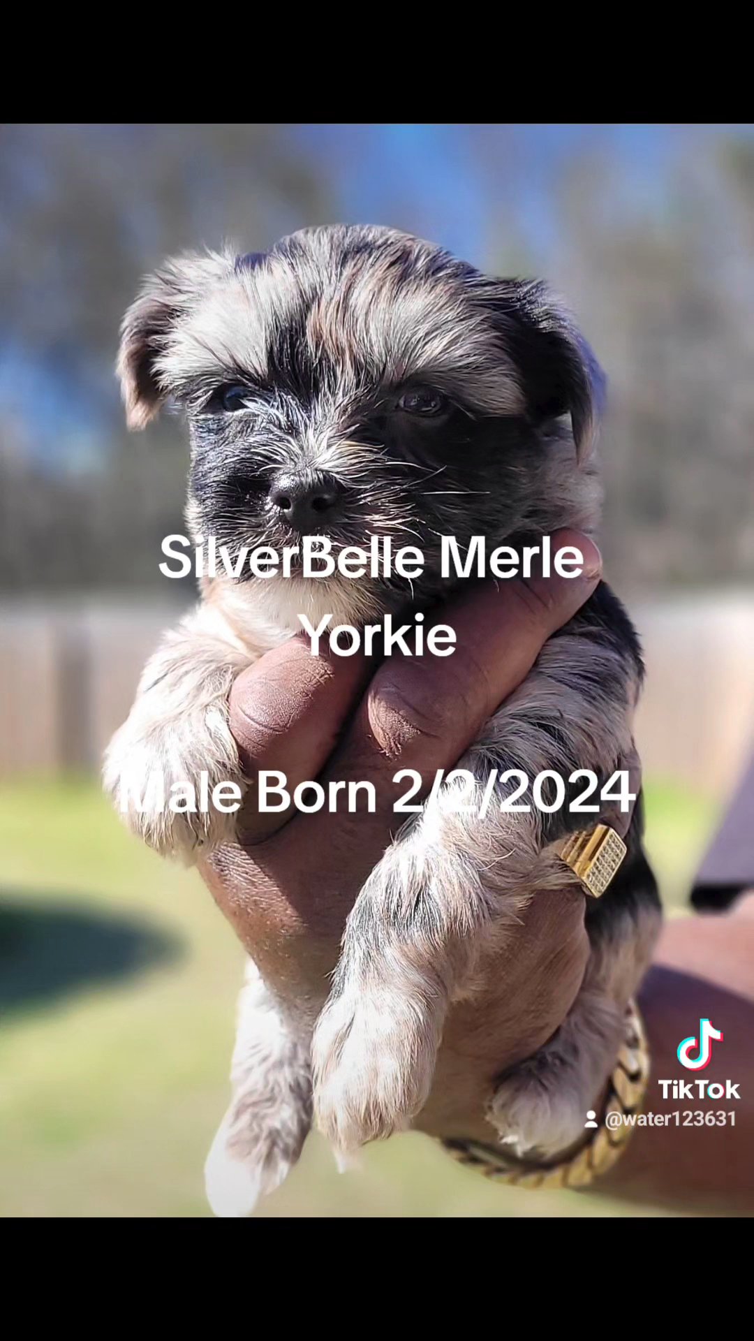 Silverbelle Merle Yorkie - Male in Columbus, Georgia