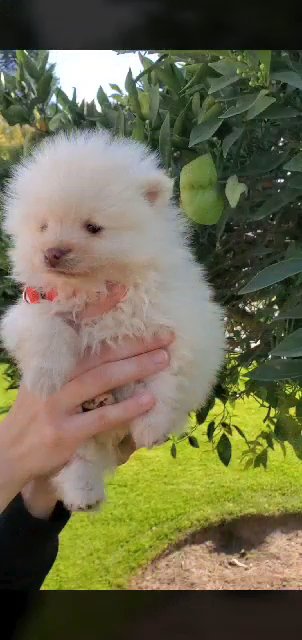small puppies in Fresno, California
