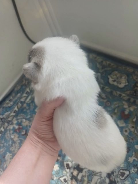 Blue merle pomeranian in Anniston, Alabama
