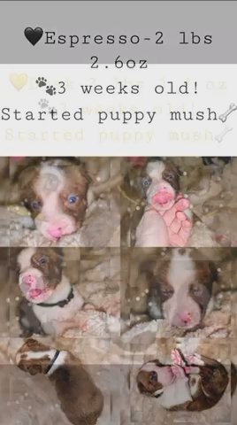 Pitsky Puppies!? in Jacksonville, Florida