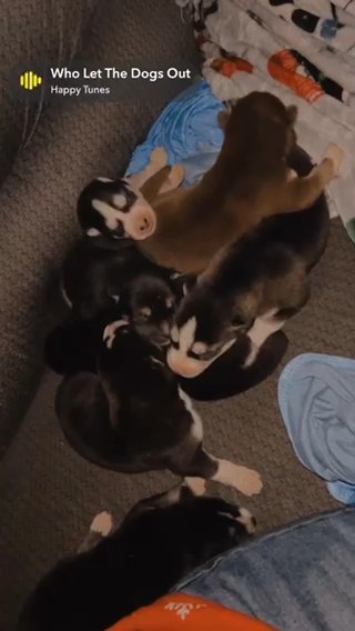 Reba & Tucker’s Puppies For Sale in Zephyrhills, Florida