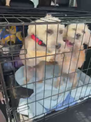 Maltipoo (Female) in Fayetteville, North Carolina