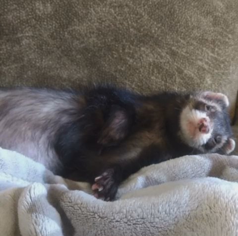 ferret negotiable price in Nashville, Tennessee