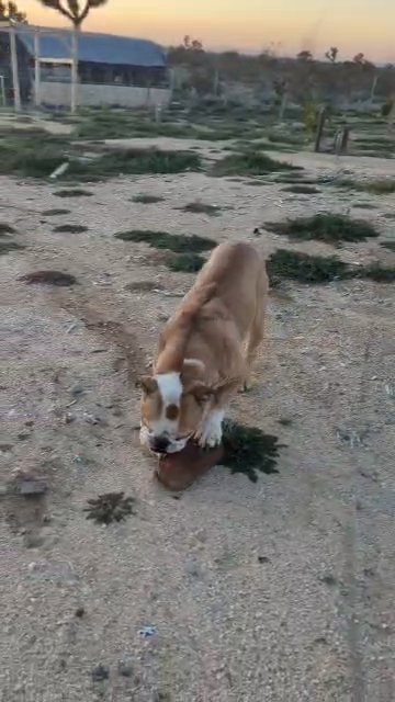 female English bulldog in Phelan, California