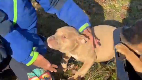 Dawn: A Calm and Quiet Pup in Saginaw, Michigan