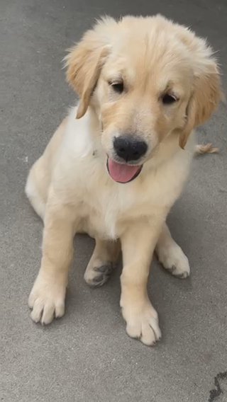 Golden Girl in Los Angeles, California