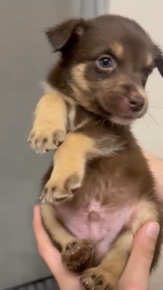 Aussie German Shepherd mix in Norman, Oklahoma