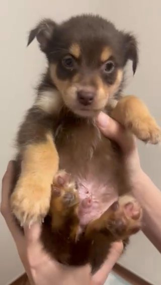 Aussie German Shepherd mix in Norman, Oklahoma