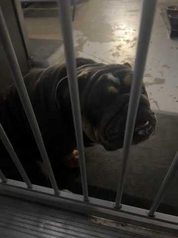 English Bulldogg in Los Angeles, California