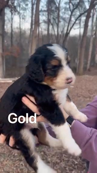 Tri-colored, Standard Bernedoodle in Athens, Georgia