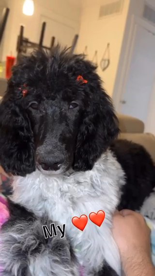 AKC Standard Poodle in Dallas, Texas
