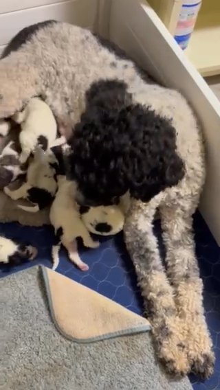 Rosie’s litter in Jacksonville, North Carolina