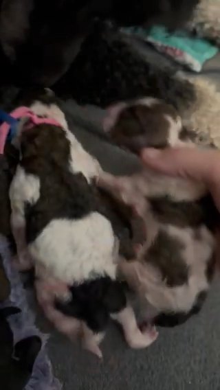 Alley’s Litter in Jacksonville, North Carolina