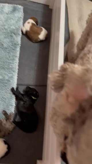 Louie’s litter in Jacksonville, North Carolina