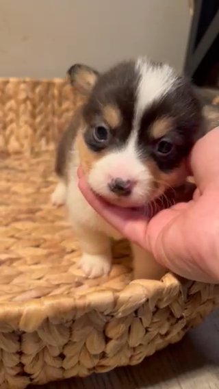 CKC American Corgi in Paducah, Kentucky
