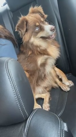 mini aussie in Norman, Oklahoma