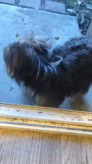 ShihTzu in Washington, District of Columbia