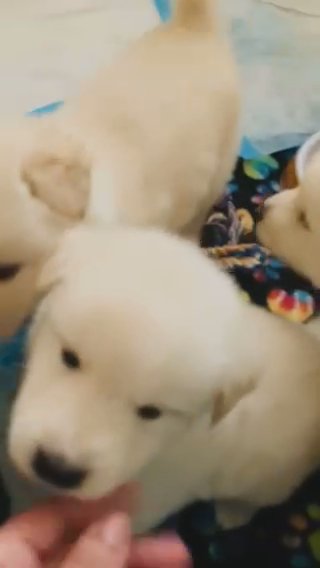 Shepsky puppies seeking Forever homes in Rancho San Diego, California