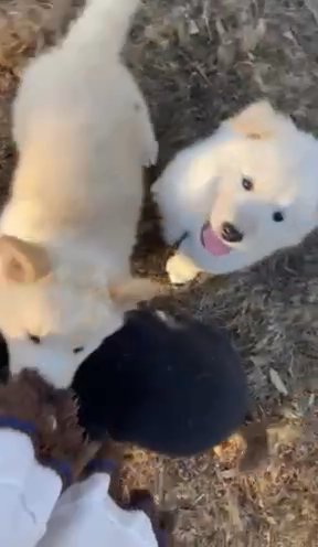 Four Puppies left!! in Rancho San Diego, California