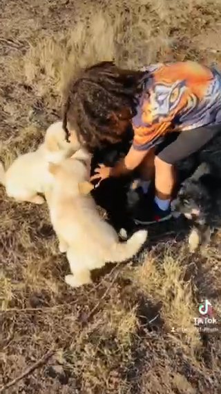 Shepsky puppies!!! in Rancho San Diego, California