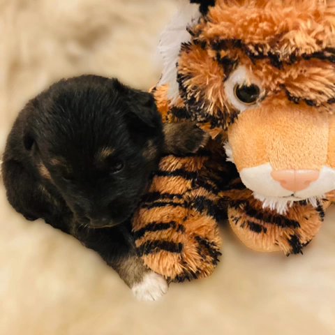 Shepsky puppies in Rancho San Diego, California