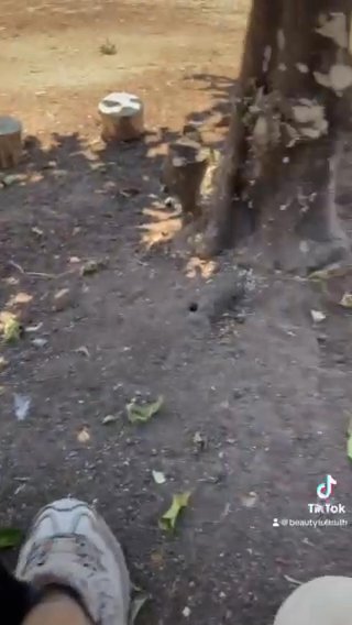 Shepsky Girl in Rancho San Diego, California